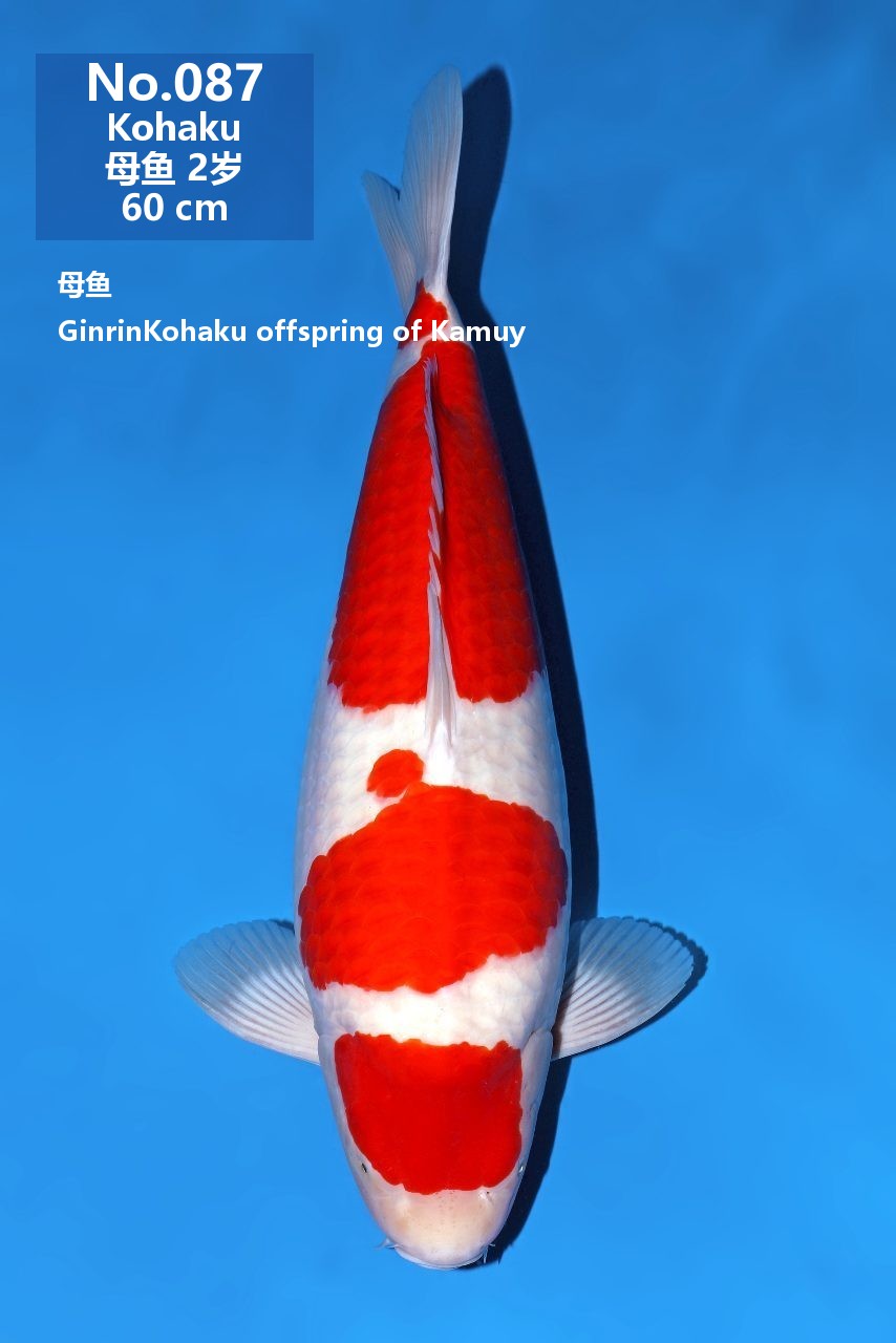 鯉