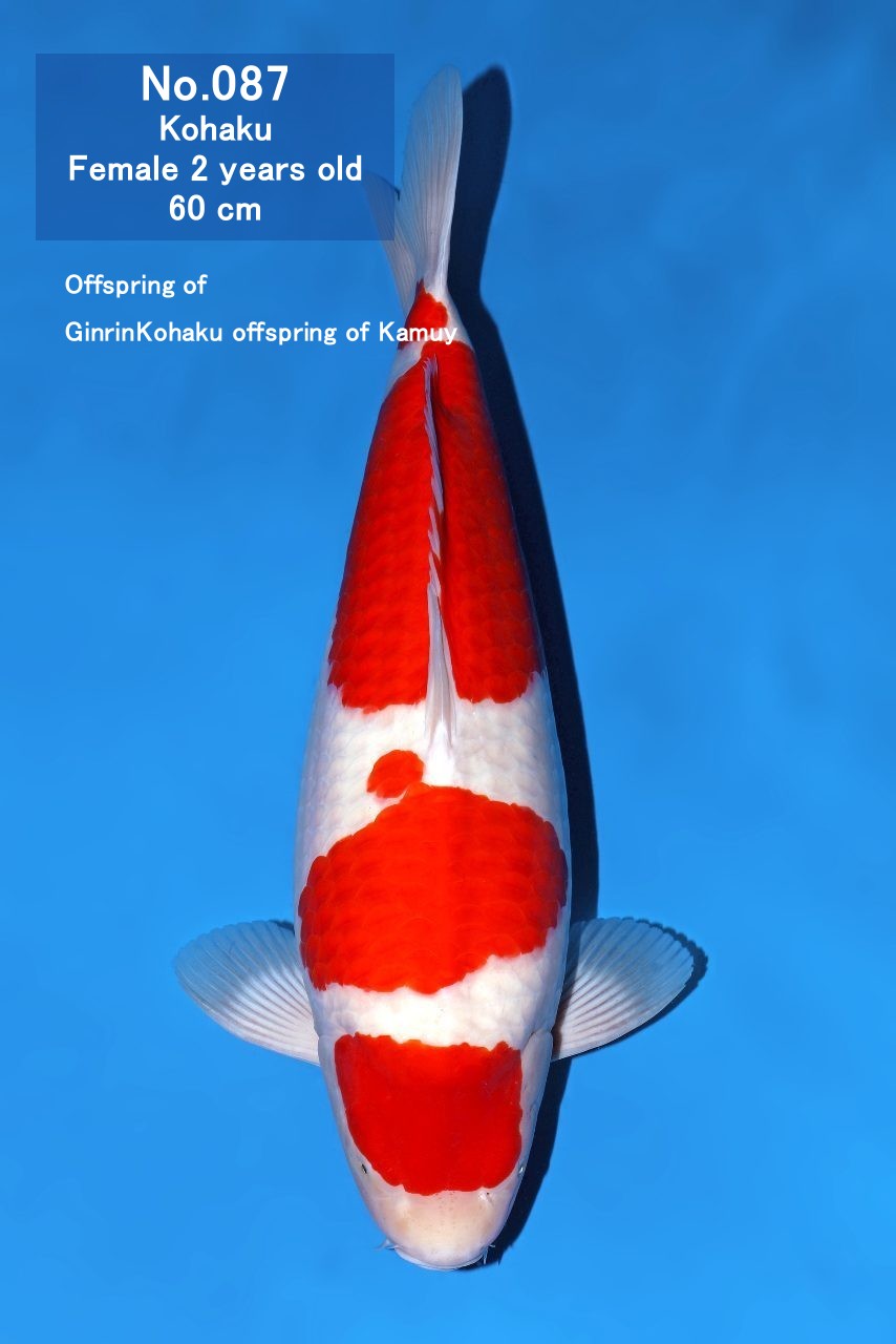 Koi