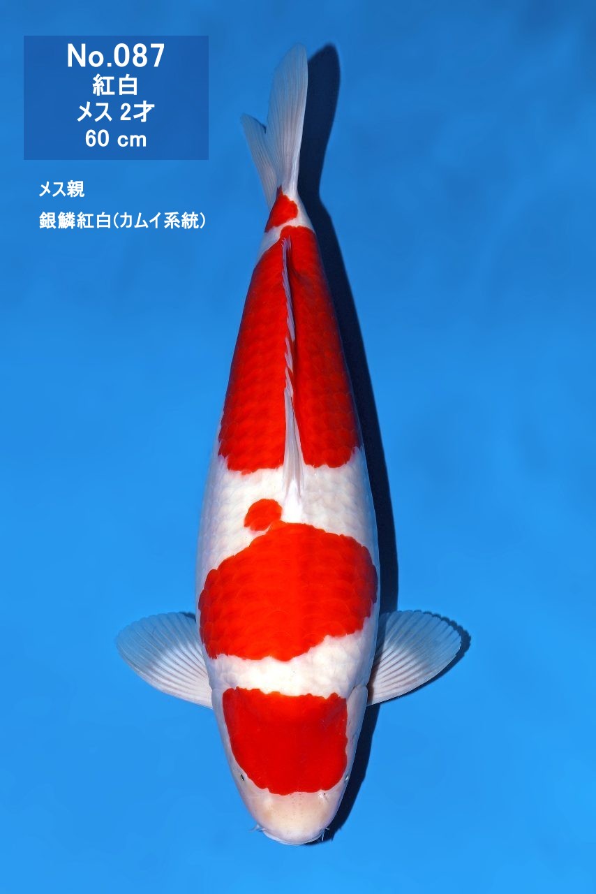 鯉