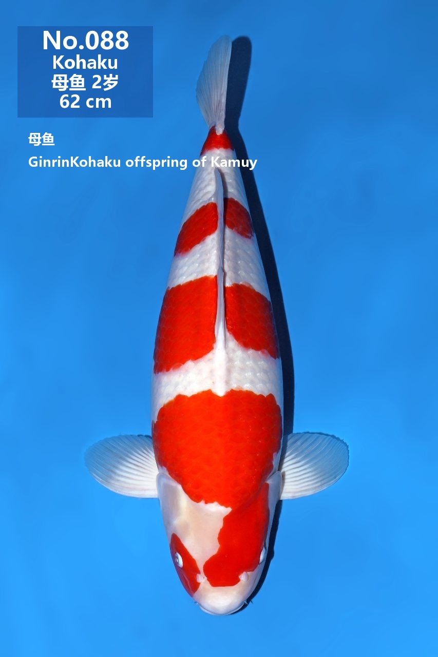 鯉