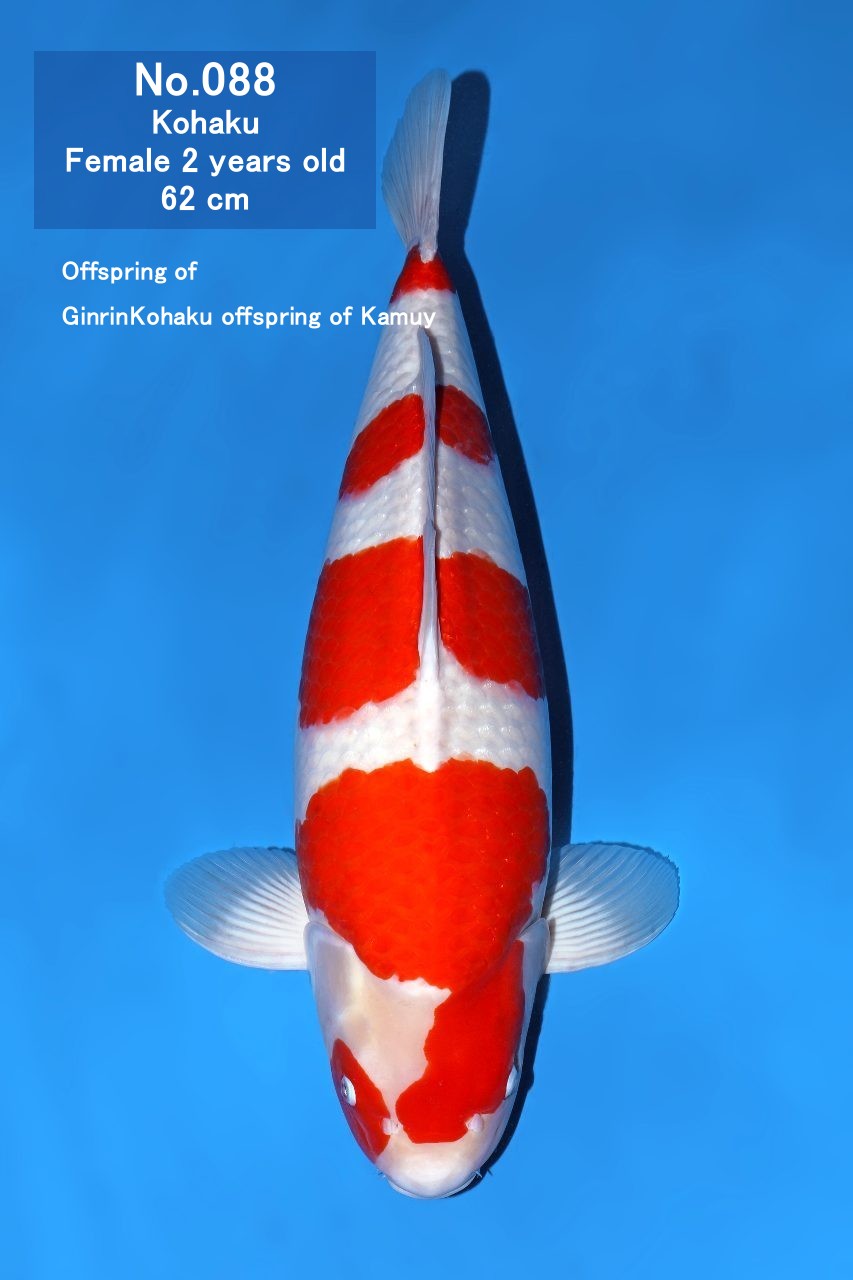 Koi