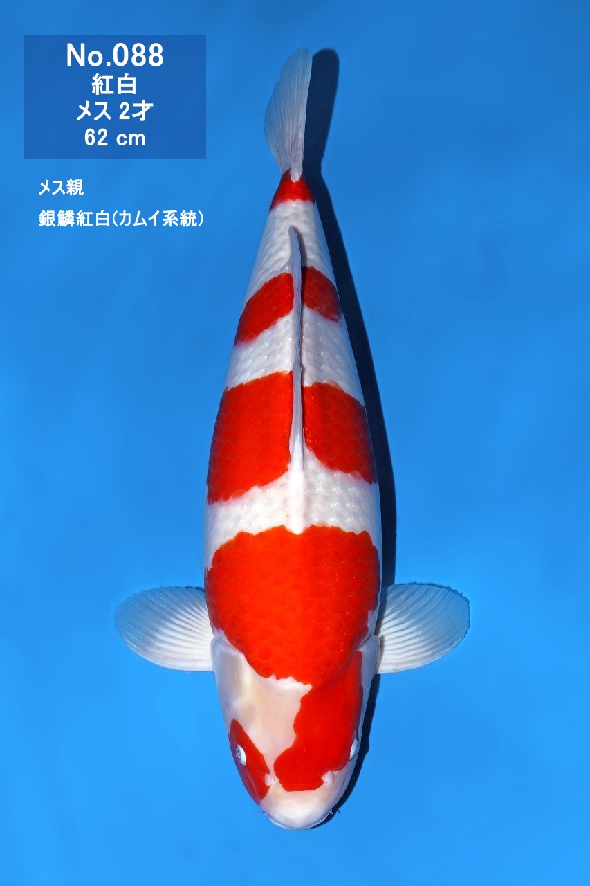 鯉