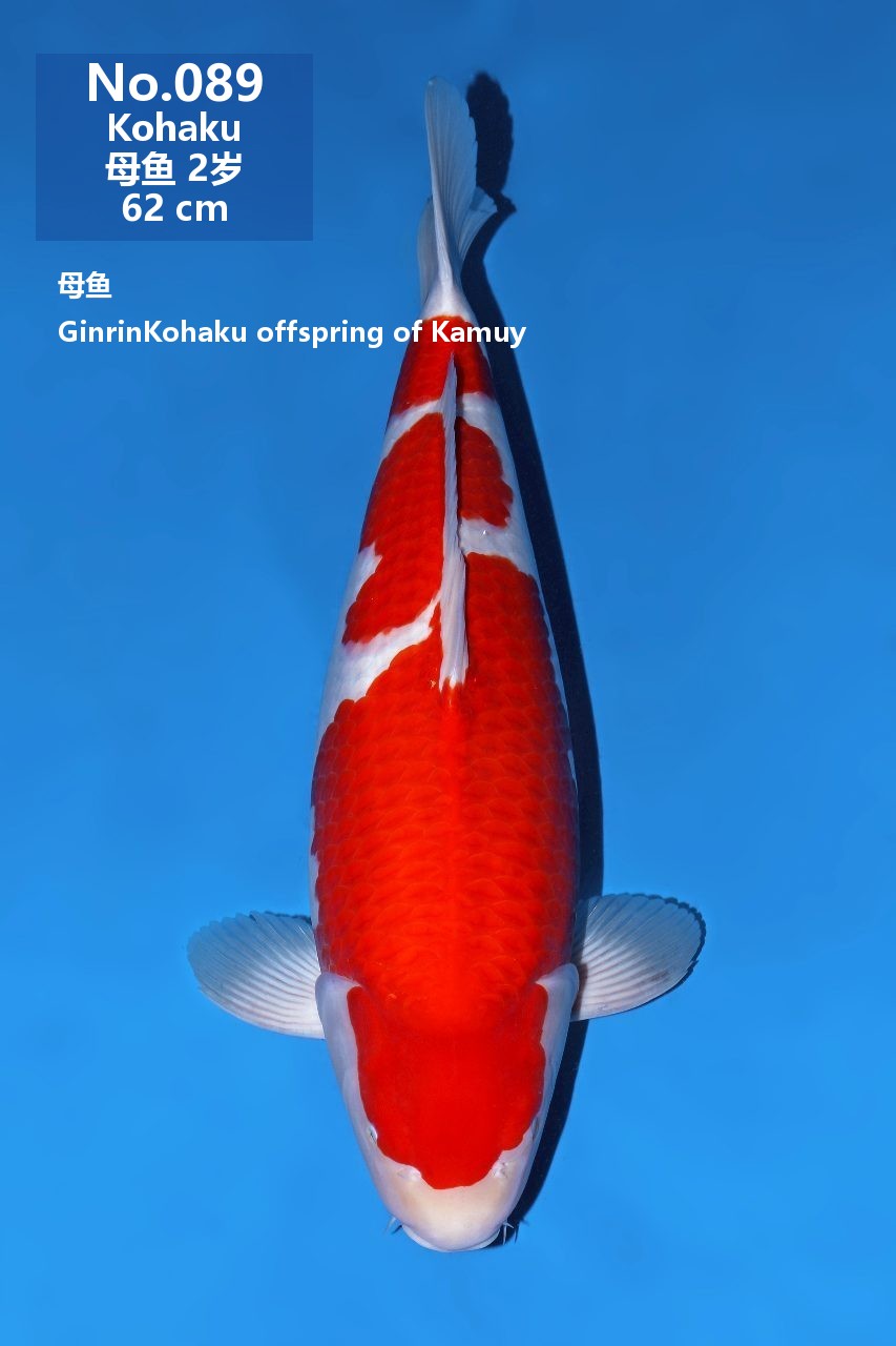 鯉