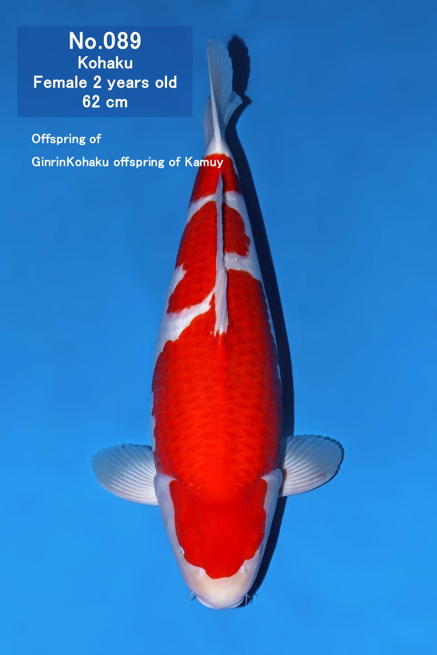 Koi