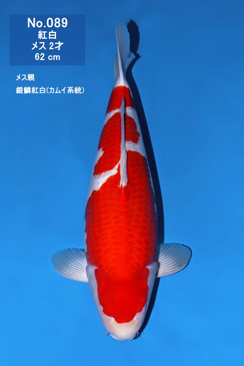 鯉