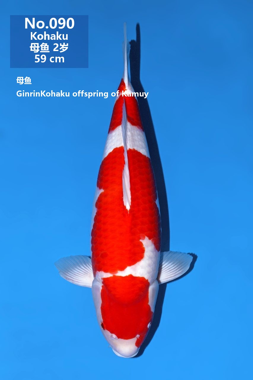 鯉