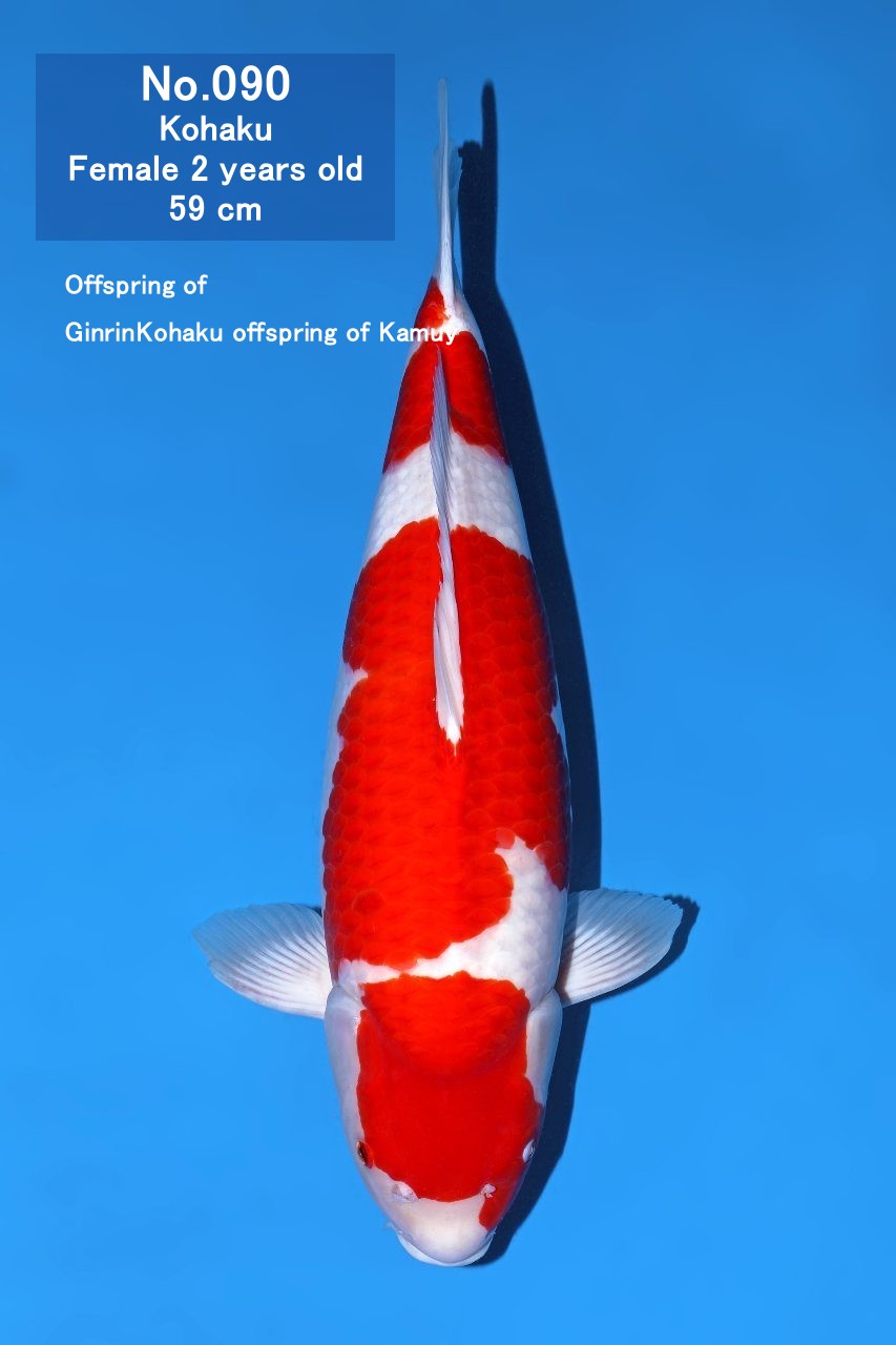 Koi