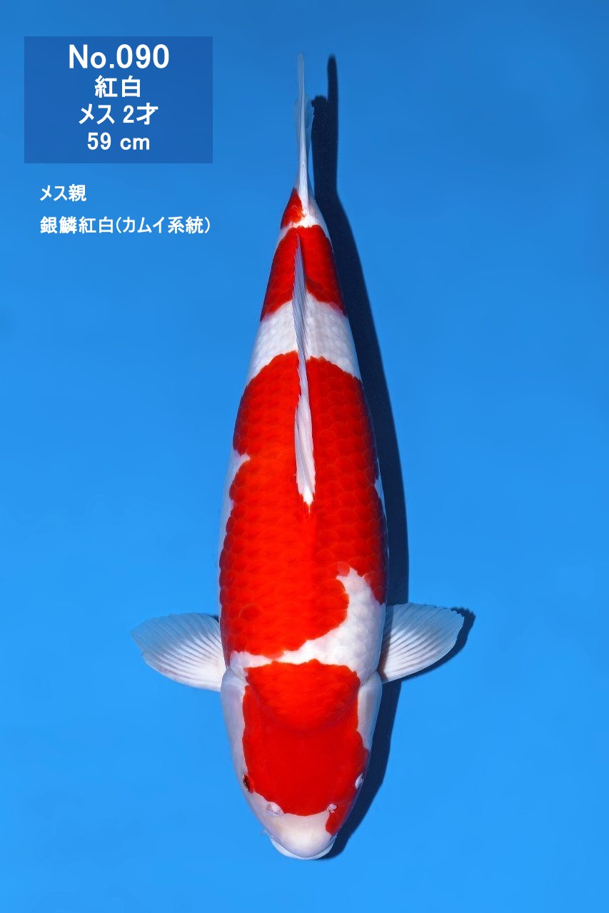 鯉