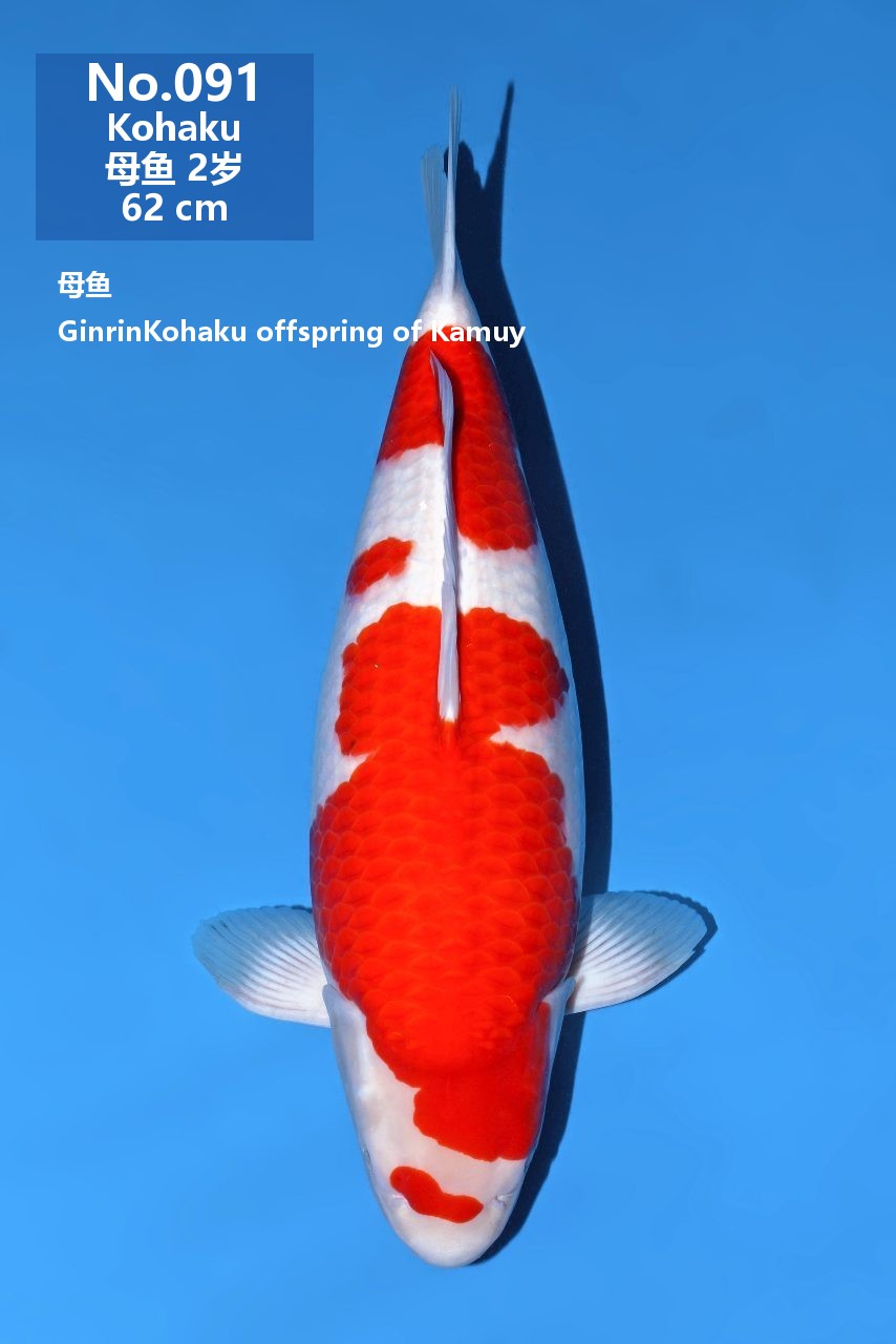 鯉