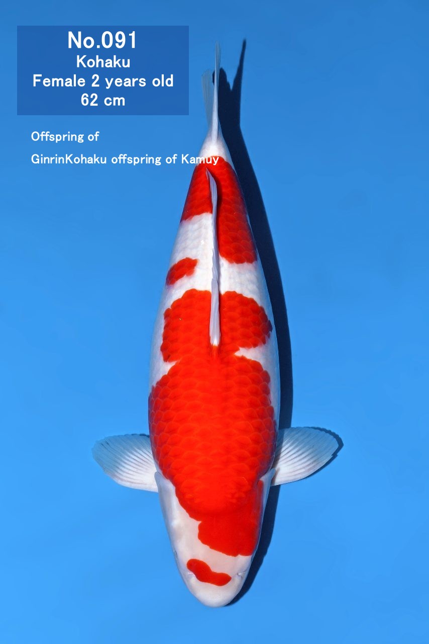 Koi