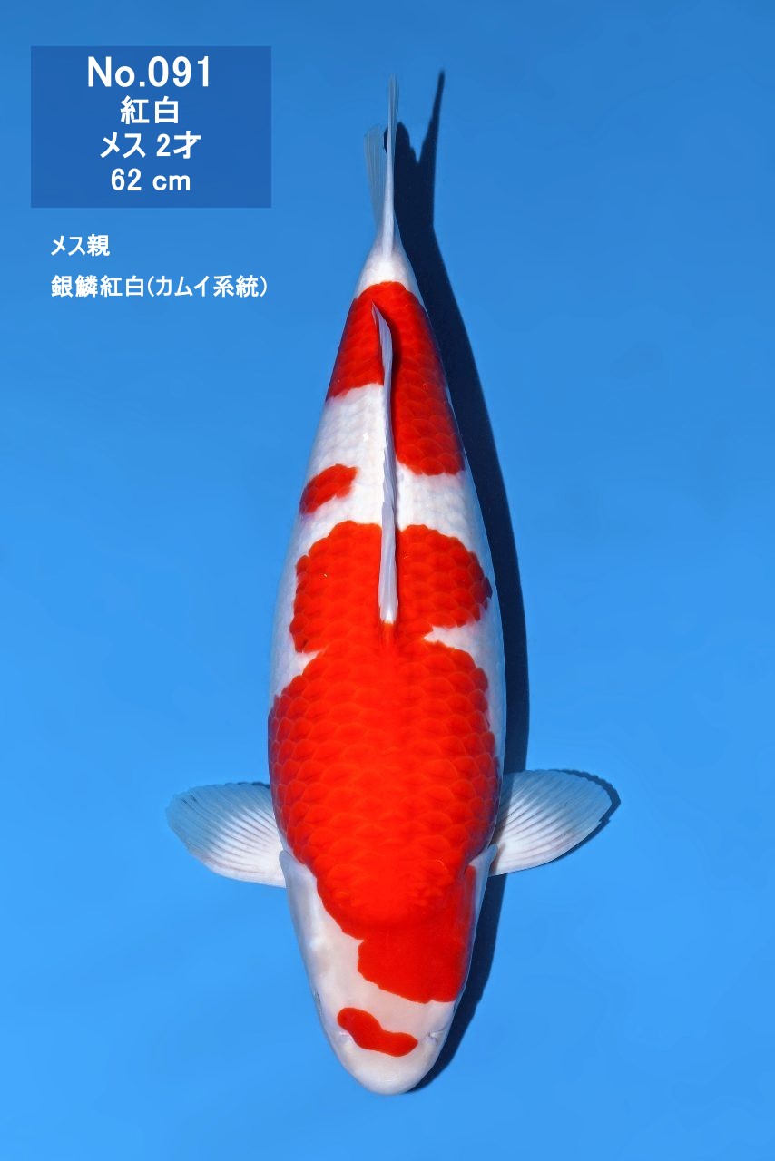 鯉