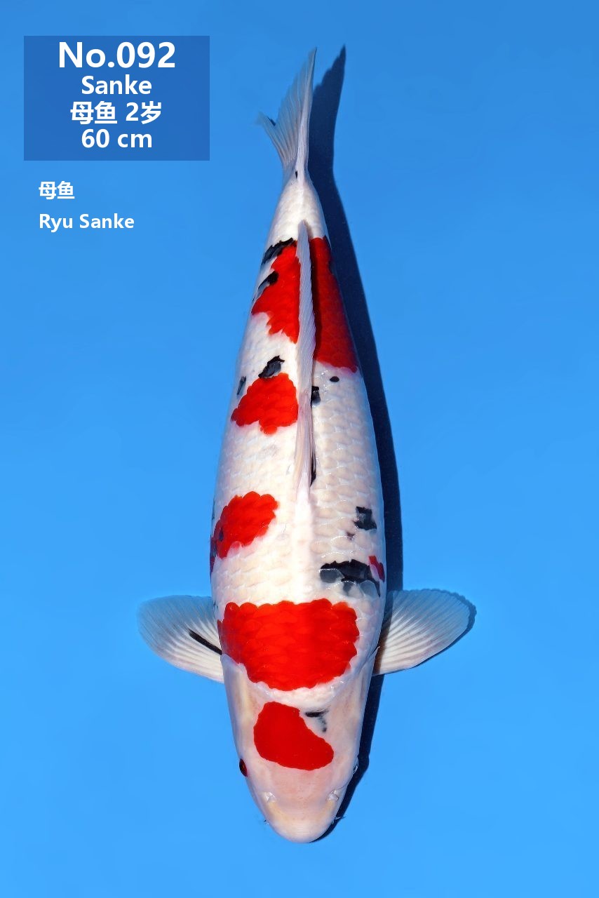 鯉