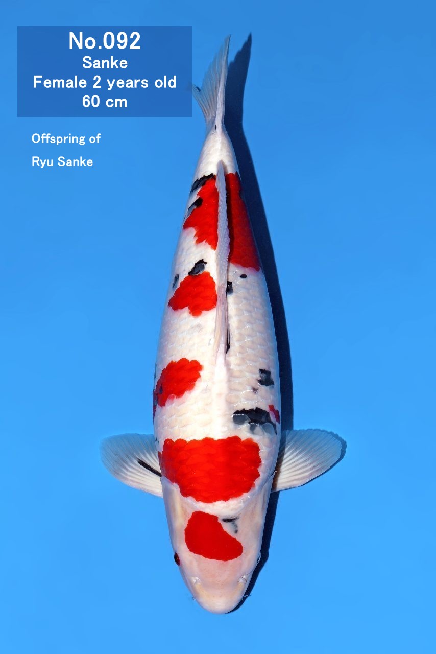 Koi