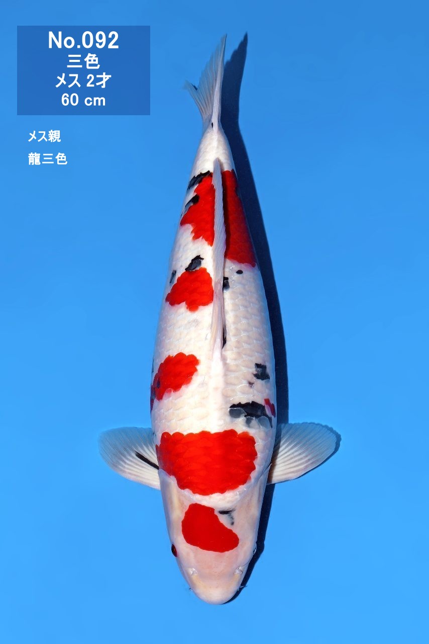 鯉