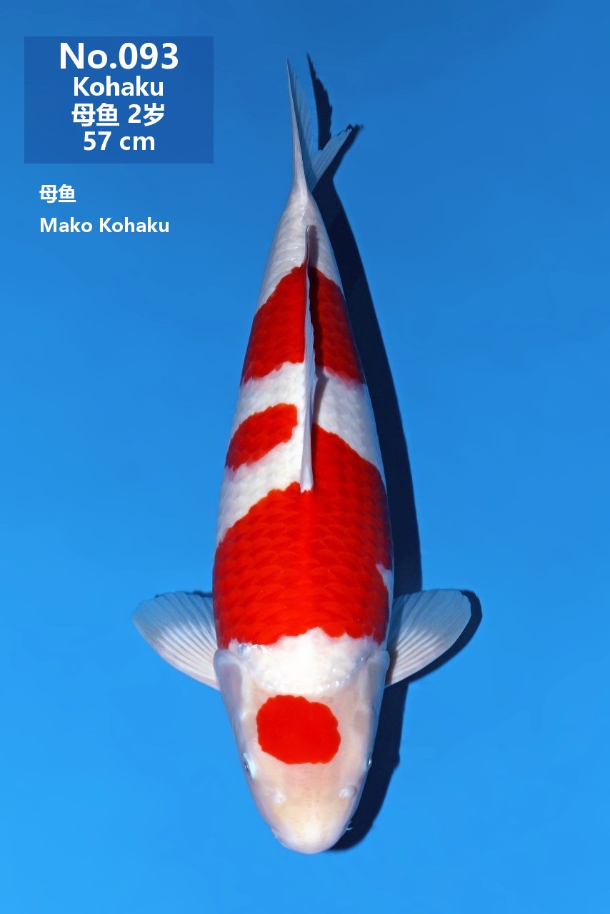 鯉