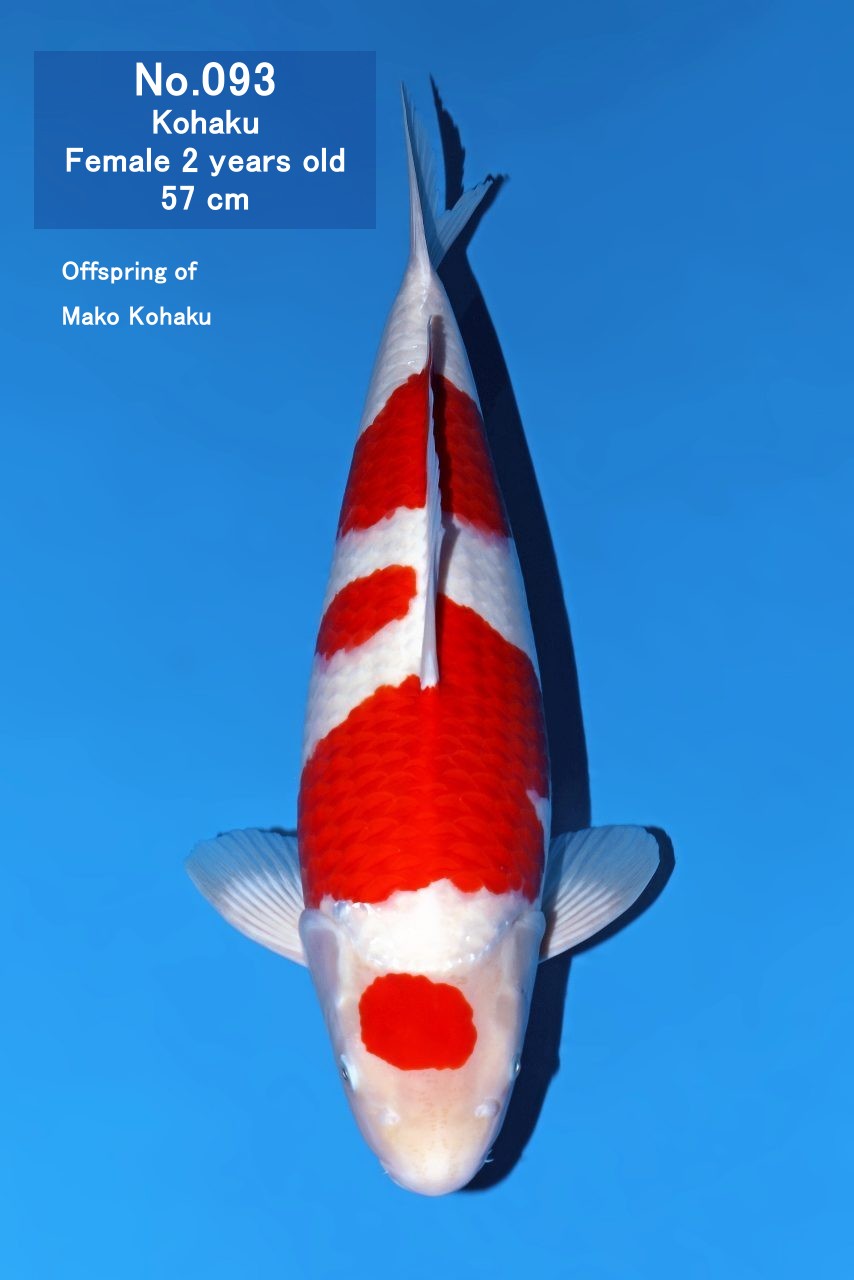Koi