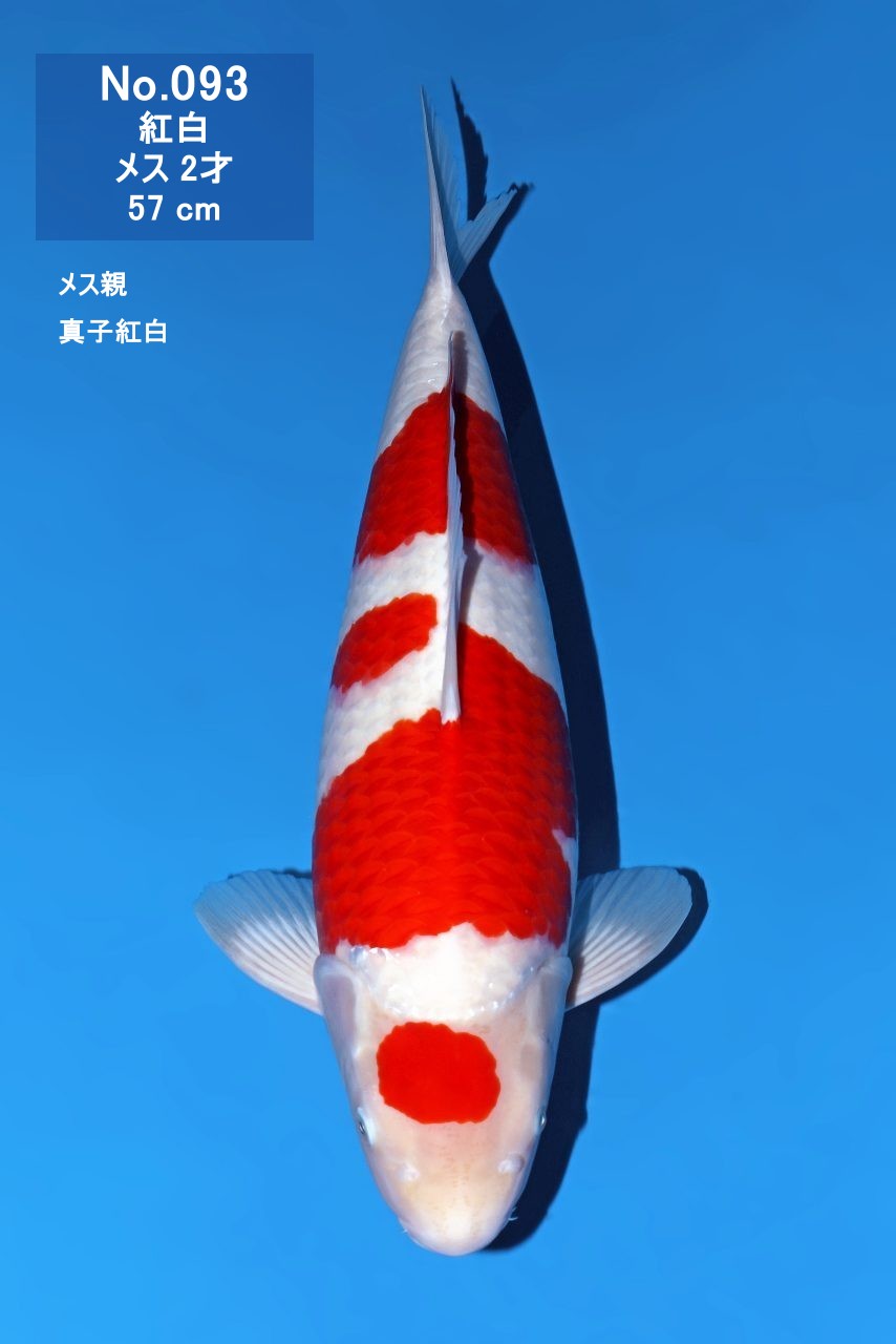 鯉