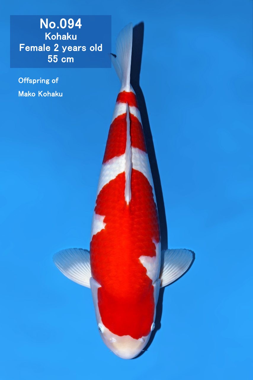 Koi