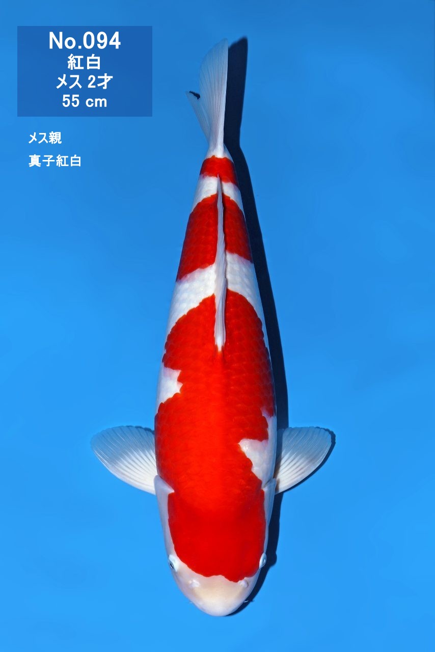 鯉