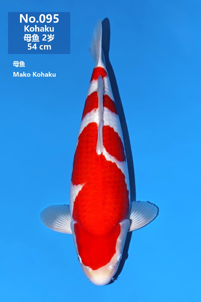 鯉