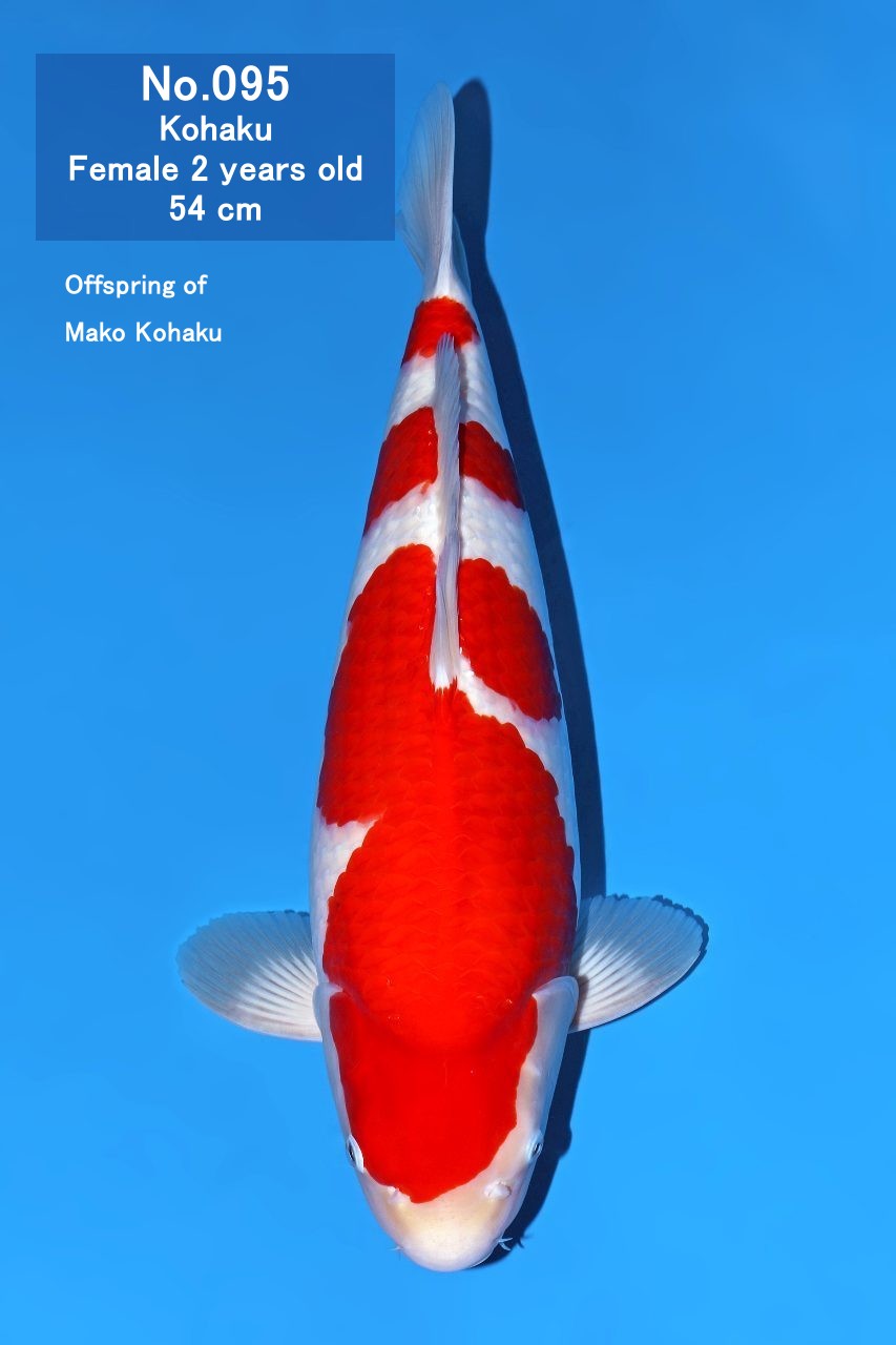 Koi