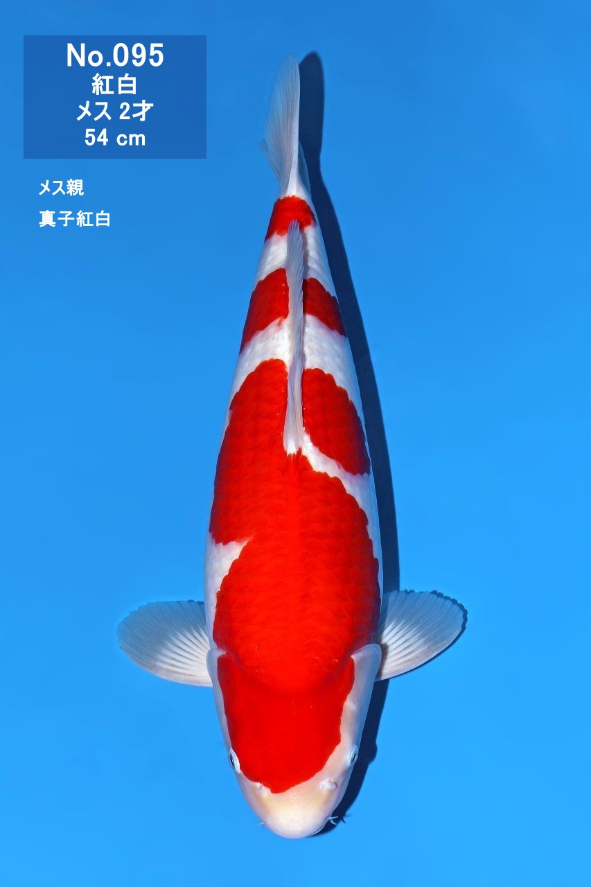 鯉