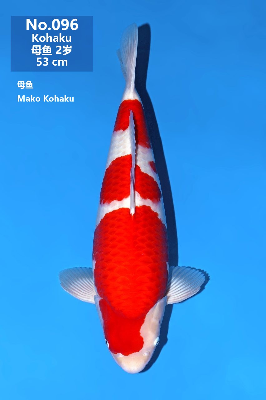 鯉