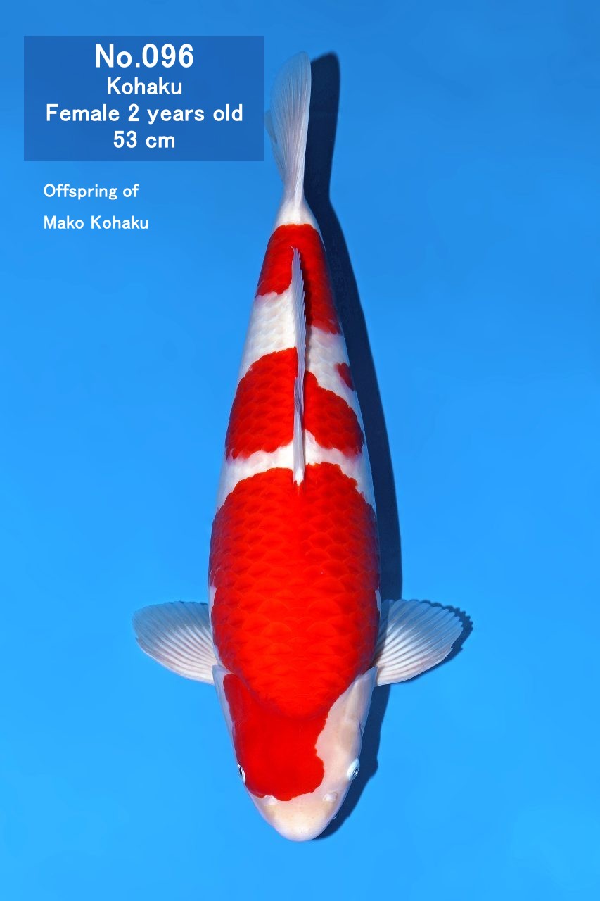 Koi