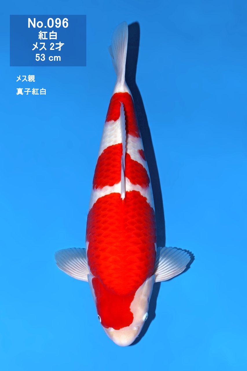 鯉