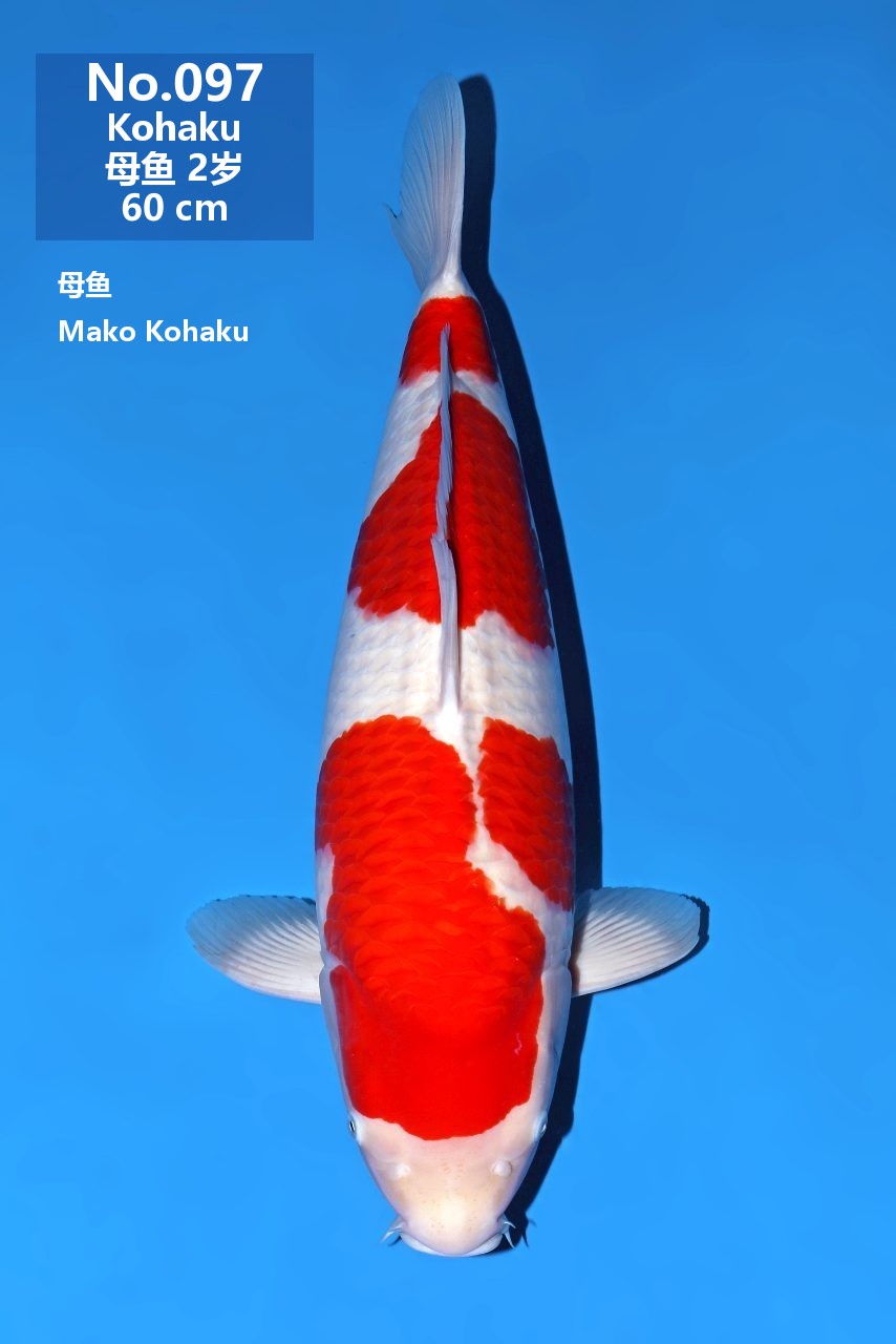 鯉