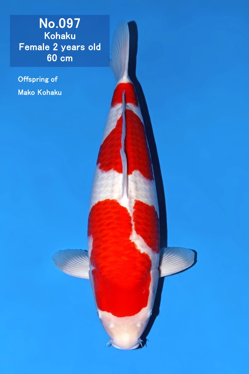 Koi