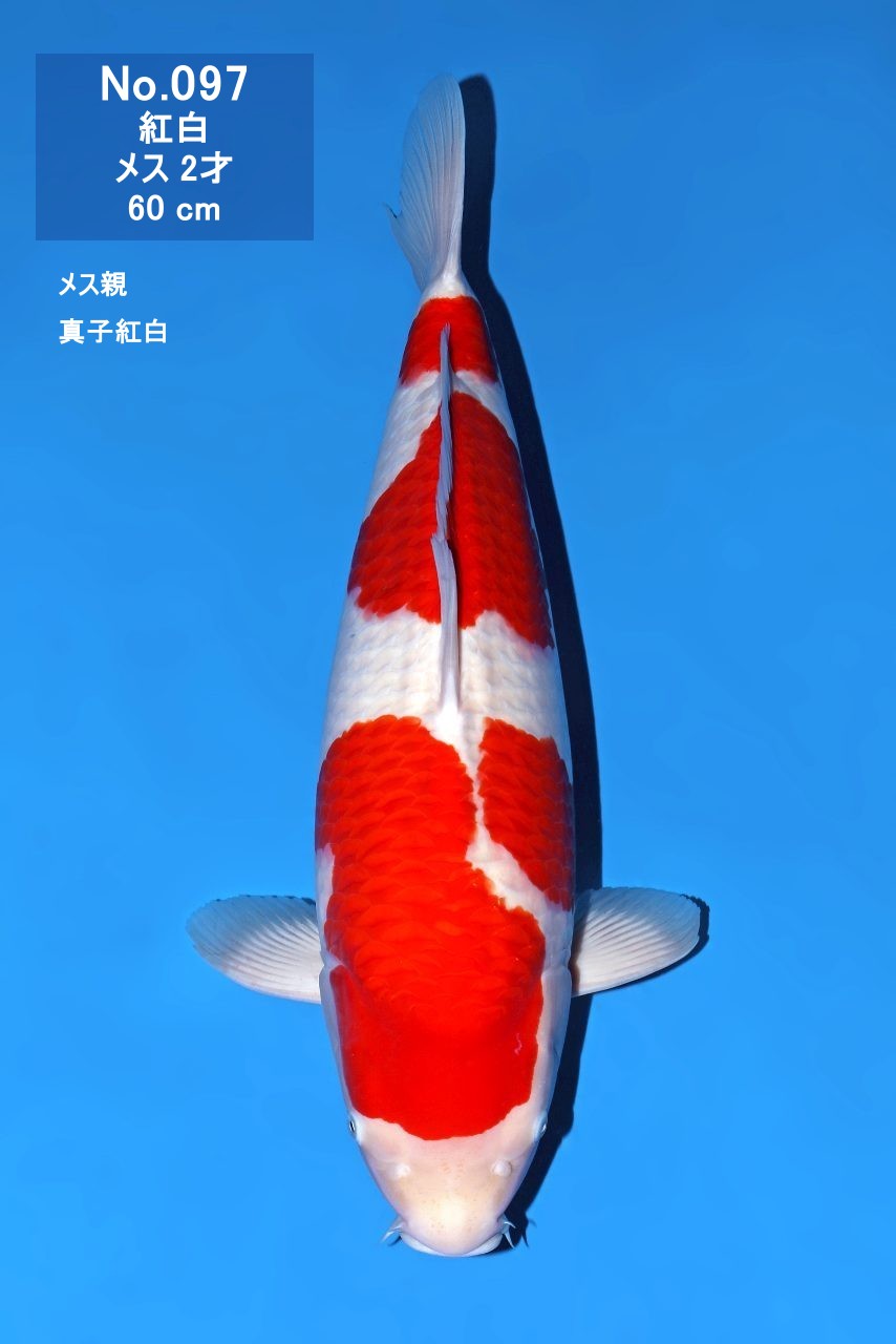 鯉