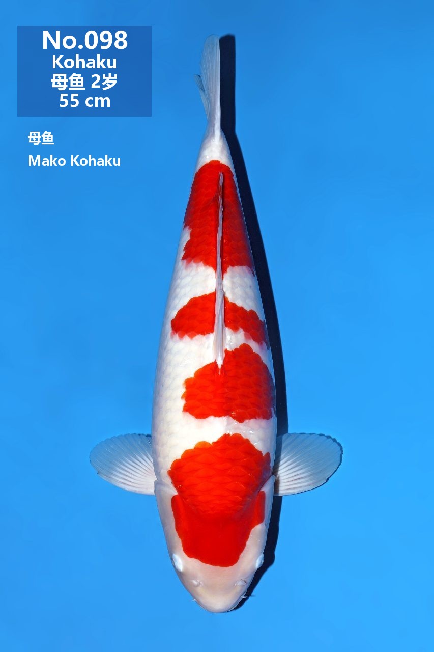 鯉