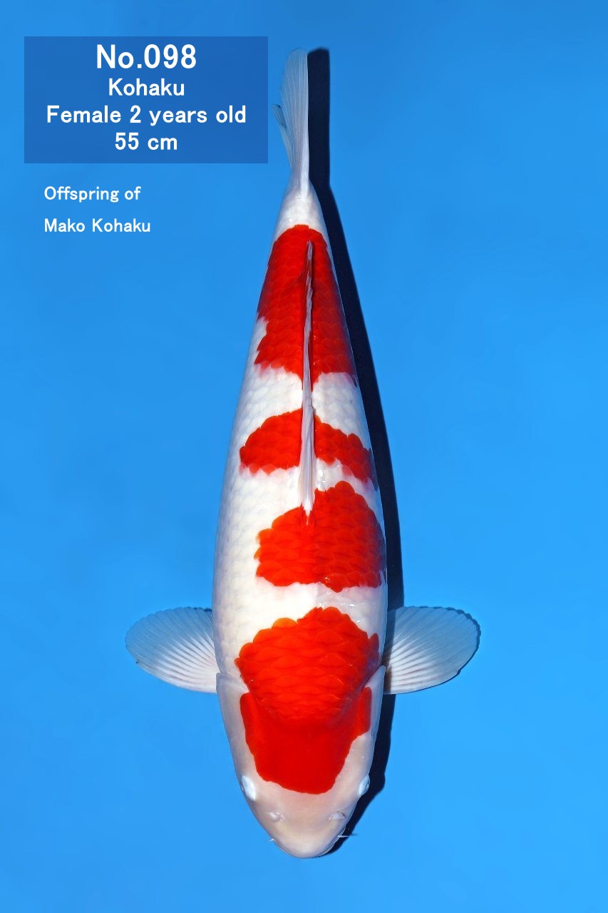 Koi