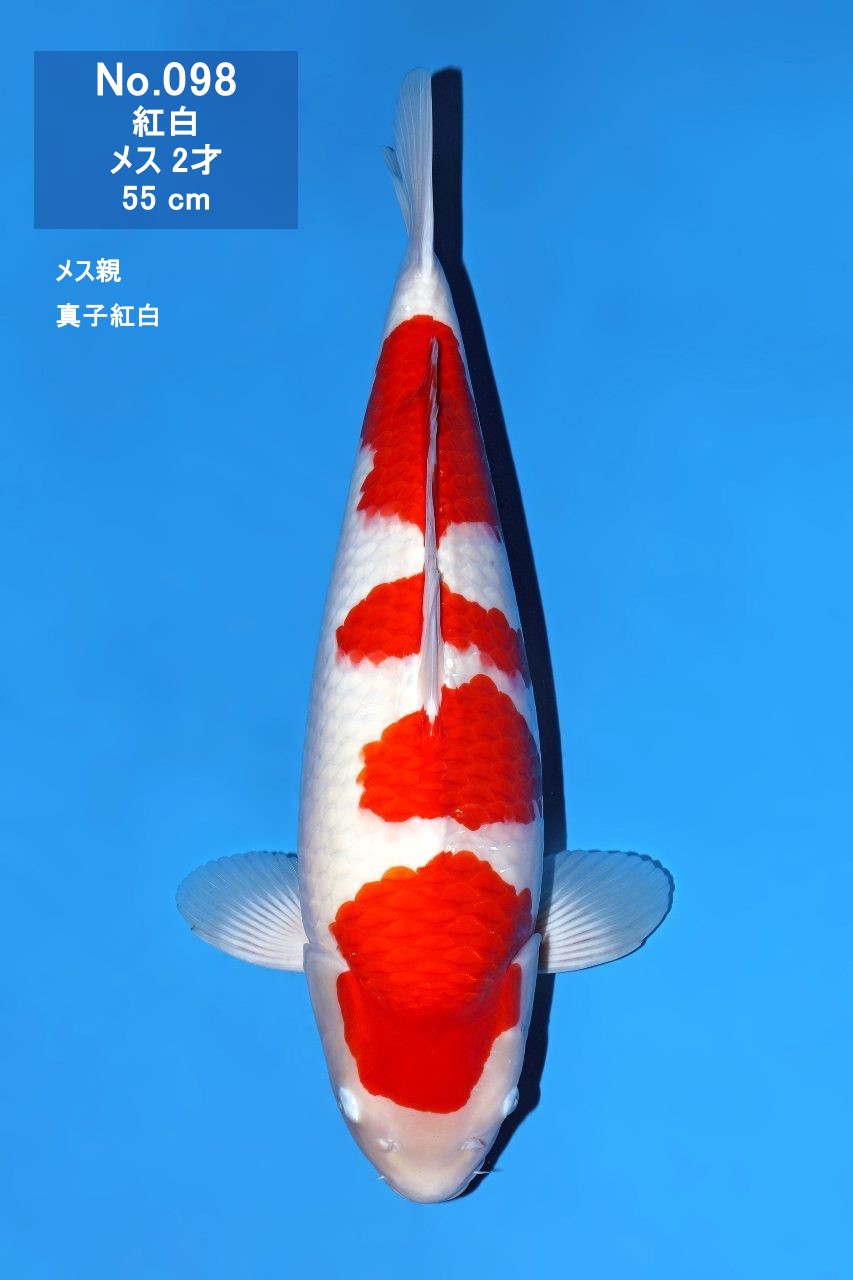 鯉
