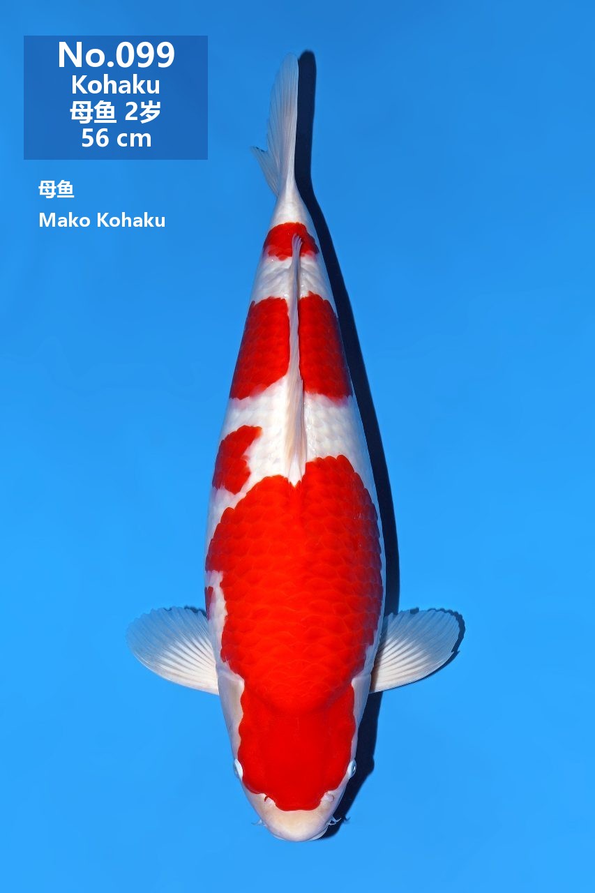 鯉