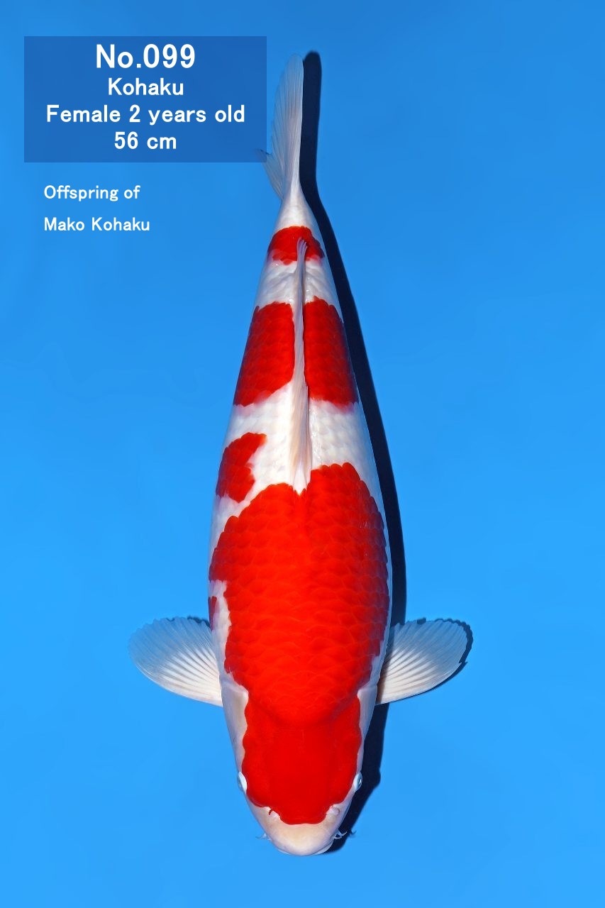 Koi