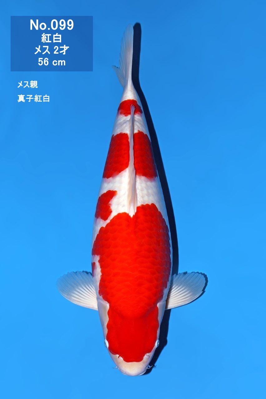 鯉