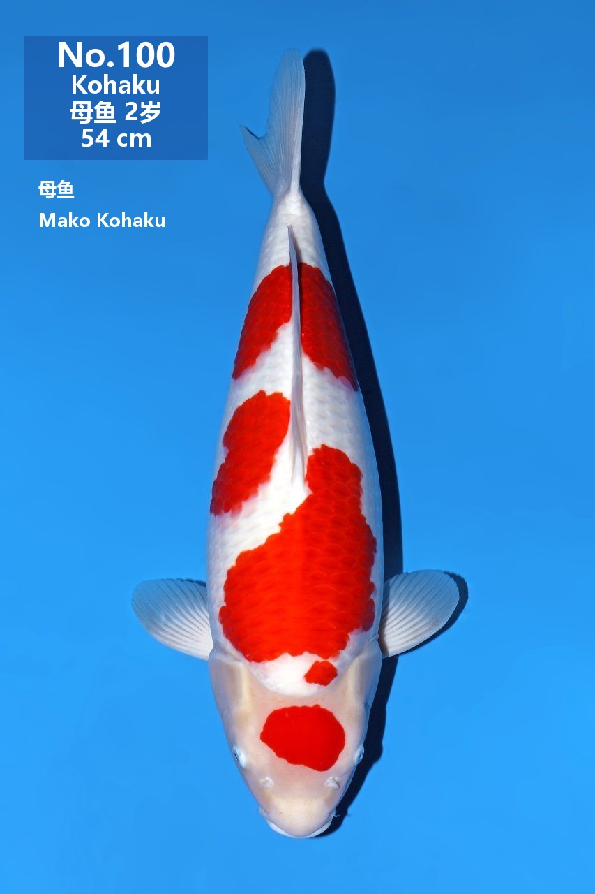 鯉