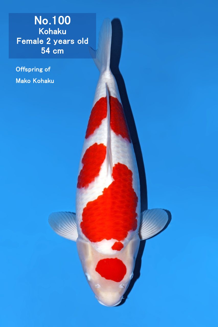 Koi