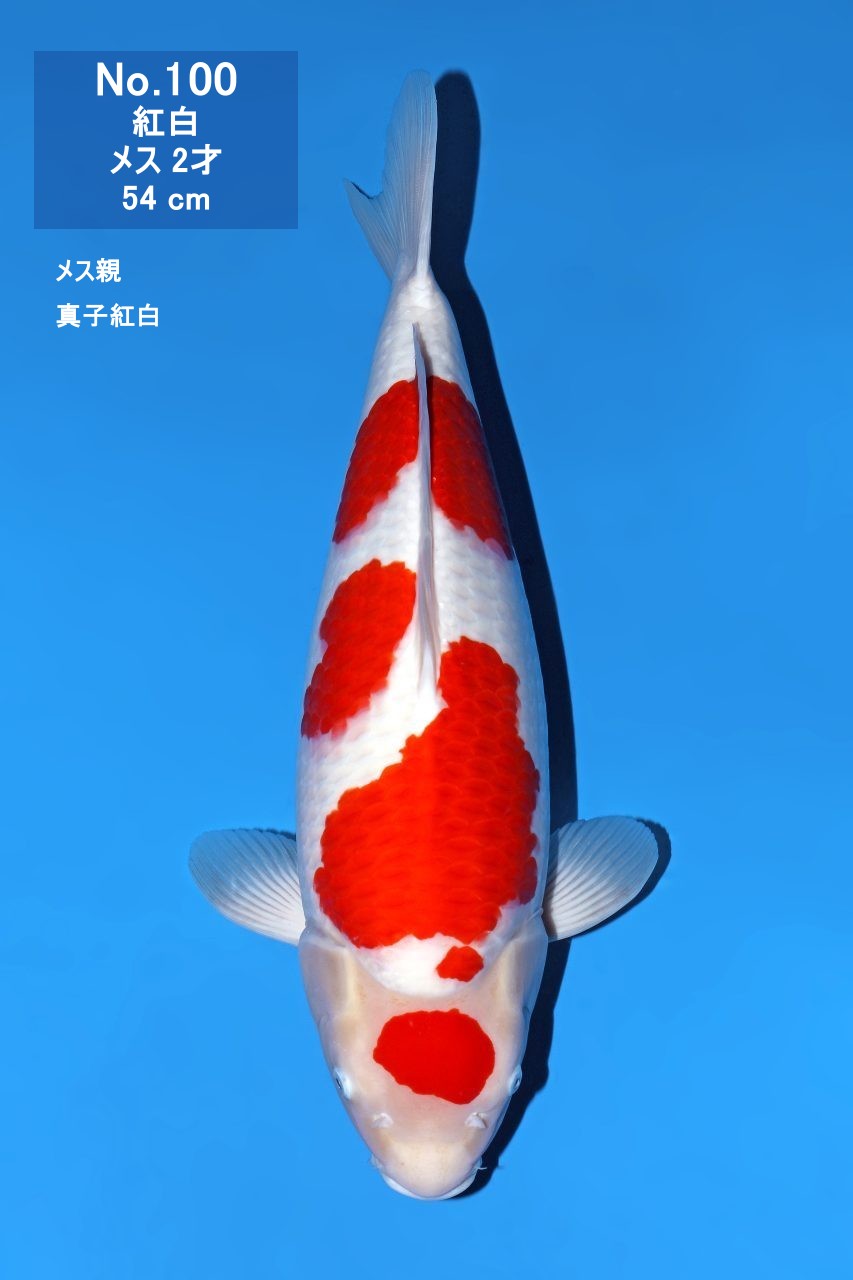 鯉