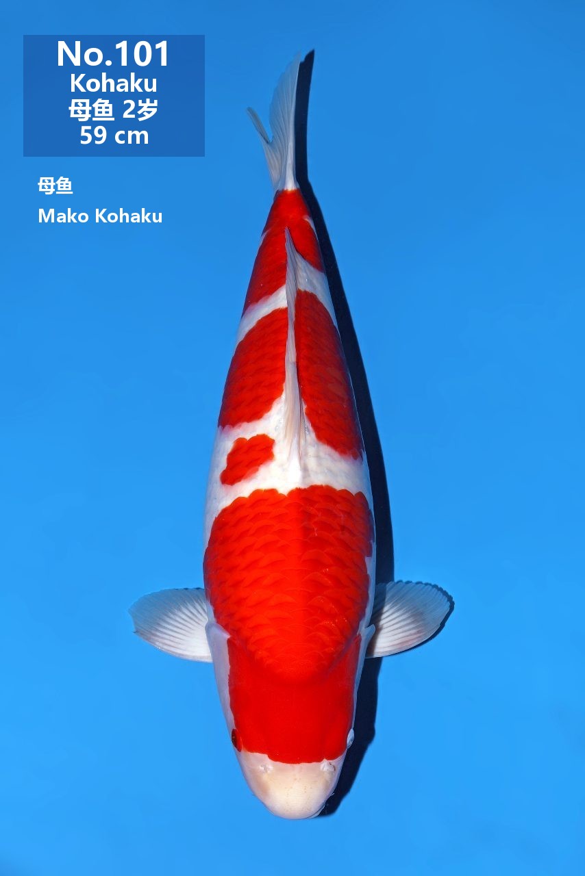 鯉