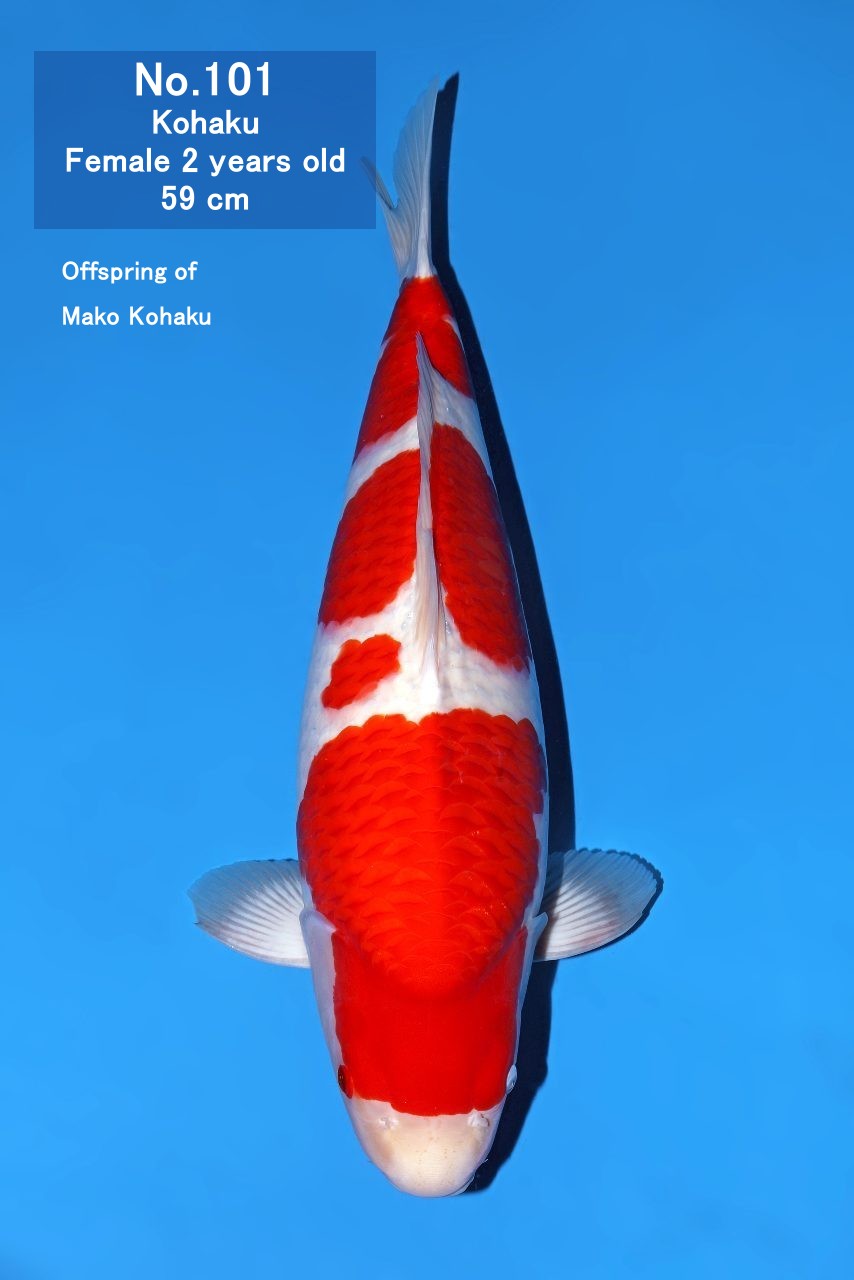 Koi