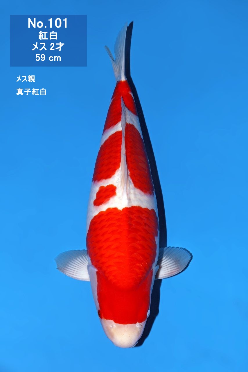 鯉