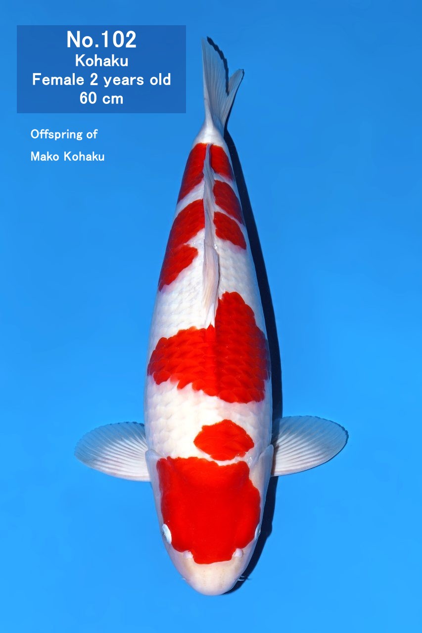 Koi