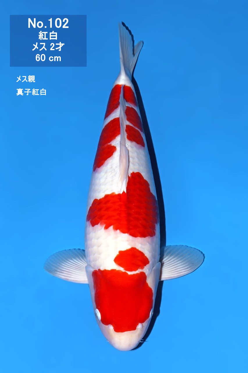 鯉