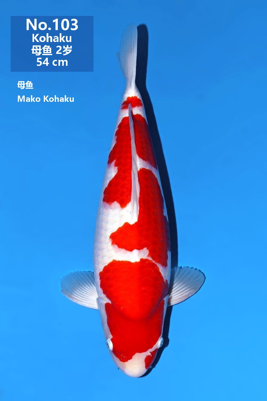 鯉
