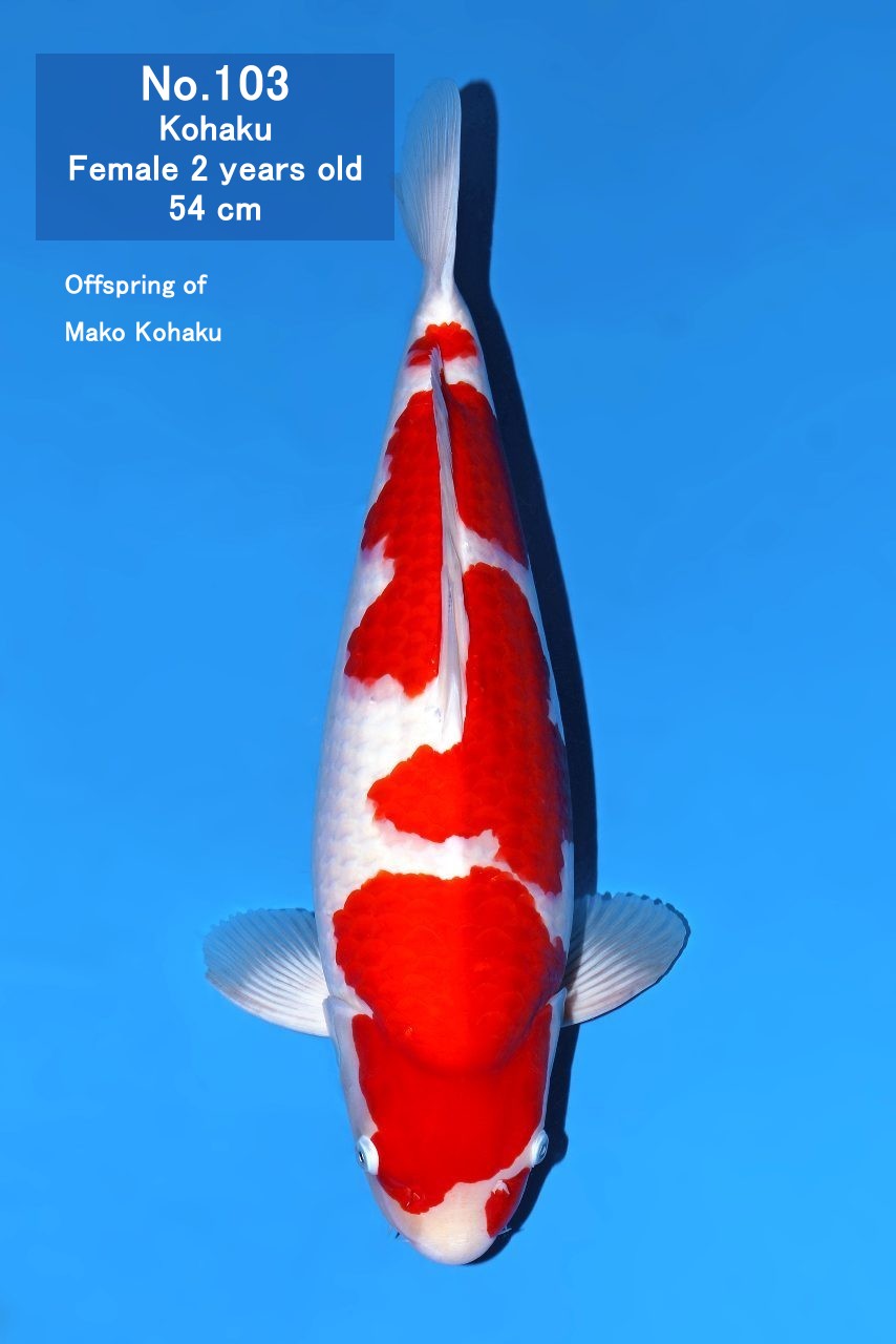 Koi