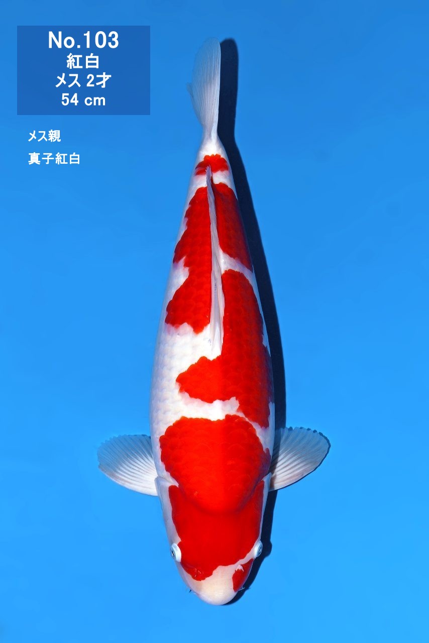 鯉