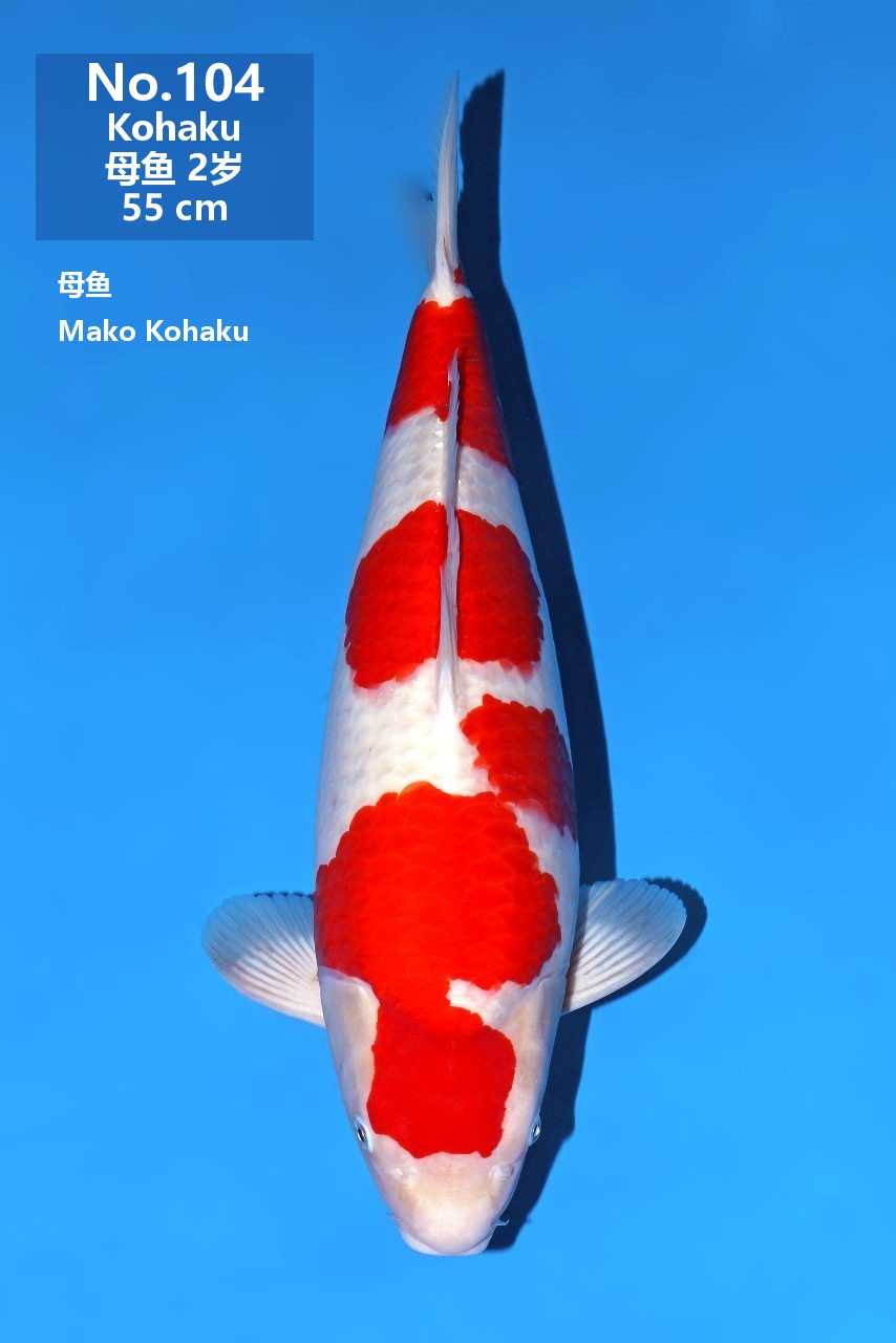 鯉